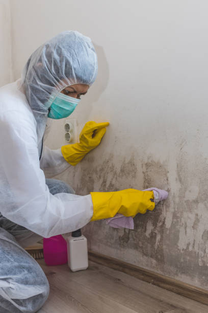 Vincennes, IN Mold Removal Company